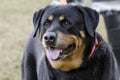 German Rottweiler dog