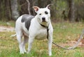 Large spayed gray and white female Bully bulldog Pitbull Terrier dog outside on leash