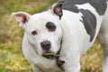 Large spayed gray and white female Bully bulldog Pitbull Terrier dog outside on leash