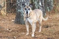 Senior female German Shepherd Dog mix outside on leash