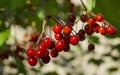 A large species of red viburnum berries against a background of leaves