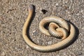 A large specimen of a dead snake