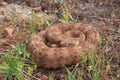 Large Speckeld Rattlesnake Crotalus mitchellii pyyrhus coiled in grass in California