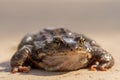 Large speckled toad in spring sunlight Royalty Free Stock Photo