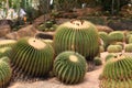 Large spherical cacti, Thailand,