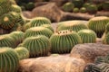 Large spherical cacti, Thailand,