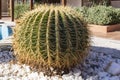 A large spherical cactus grows on the flower bed.