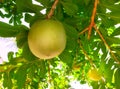 Large spherical fruits hanging from calabash tree branches