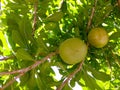 Large spherical fruits hanging from calabash tree branches