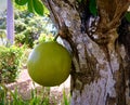 Large spherical fruits hanging from calabash tree branches