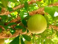 Large spherical fruits hanging from calabash tree branches