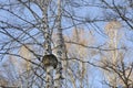 A large spherical growth Burlon a birch tree in a winter forest