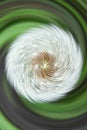A large, spherical, ripened dandelion, shot close-up on a blurred background