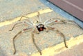 Large spider on bricks Royalty Free Stock Photo