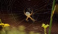 Large spider on the cobweb