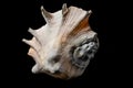 Large spider conch seashell on dark background Royalty Free Stock Photo