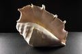 Large spider conch seashell on dark background Royalty Free Stock Photo