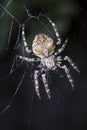 Spider hunts at night on his web Royalty Free Stock Photo