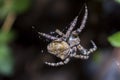 Spider hunts on dark background Royalty Free Stock Photo