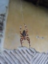 Large spider hanging