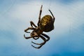 A large spider hanging on a web with prey in a garden against the sky Royalty Free Stock Photo