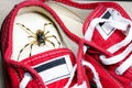 large spider hidden inside children\'s sneakers, venomous animal, concept of arachnophobia and pest control