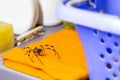 Large spider hidden among laundry objects, pest problem concept, bite hazard Royalty Free Stock Photo