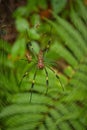 Large spider on his spider net in costrican jungle