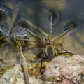 Spider hunter limbic sits on the surface of the water