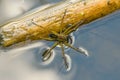 Spider hunter limbic sits on the surface of the water Royalty Free Stock Photo