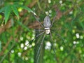 Large spider in its spider web