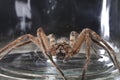 Large Spider in Jar