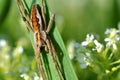 Large spider on leaf Royalty Free Stock Photo