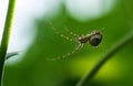 A large spider with long legs crawls along the web. Macrophotography of a spider. Fear of spiders. Royalty Free Stock Photo