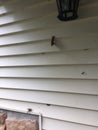 Large spider and moth on the siding of a house Royalty Free Stock Photo