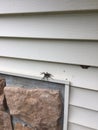 Large spider and moth on the siding of a house Royalty Free Stock Photo