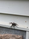 Large spider and moth on the siding of a house Royalty Free Stock Photo