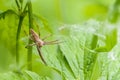 Large spider pisaura mirabilis sits on a grass Royalty Free Stock Photo