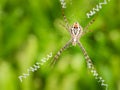 Large Spider Spin a Web Royalty Free Stock Photo