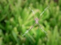 Large Spider Spin a Web Royalty Free Stock Photo