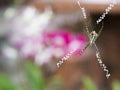 Large Spider Spin a Web Royalty Free Stock Photo