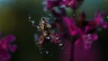 A large spider with water droplets on its body. Creative. A large insect sits on its web and purple bright flowers in Royalty Free Stock Photo