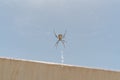 Large spider weaving spider web in the garden. tiger spider argiope lobata Royalty Free Stock Photo