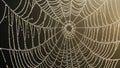Large dewcovered spider web with sparkling water droplets on intricate threads against dark background Royalty Free Stock Photo