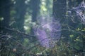 Large spider web on fallen pine branches Royalty Free Stock Photo
