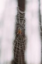 A large spider on a web in a foggy pine forest. Royalty Free Stock Photo