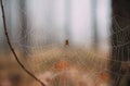 A large spider on a web in a foggy pine forest. Royalty Free Stock Photo
