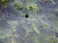 Large Spider Web on Green Juniper Plant
