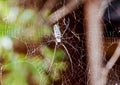 Large spider on web