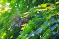 Large Spider Web in Tree